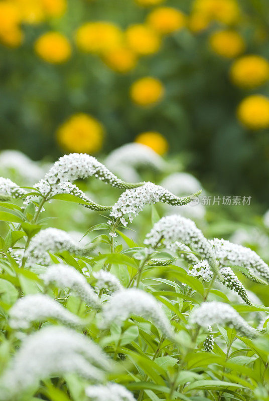 鹅颈Loosestrife (Lysimachia clethroides) - IV